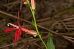 Cardinal flower